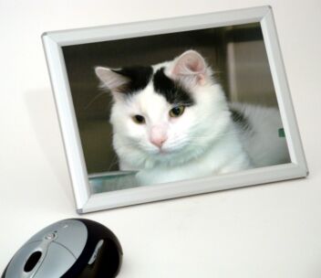 A6 A5 Snap frames with table stands